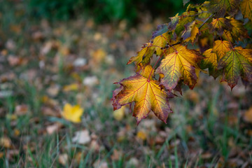Naklejka na ściany i meble Autumnal landscape. Golden autumn in the park.