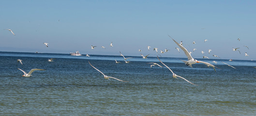 birds flying ocean and beach