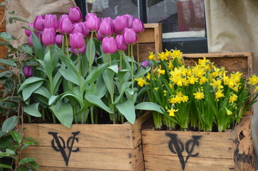 Kwitnące tulipany w ozdobnych drewnianych skrzyniach