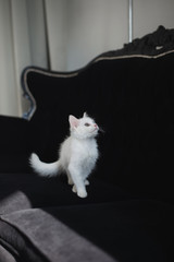 Cute white kitten with heterochromia (different eye color) on a black sofa