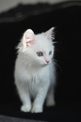 Cute white kitten with heterochromia (different eye color) on a black sofa
