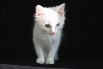 Fototapeta premium Cute white kitten with heterochromia (different eye color) on a black sofa