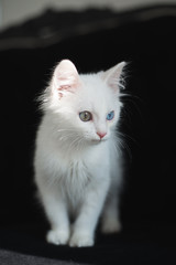 Naklejka na ściany i meble Cute white kitten with heterochromia (different eye color) on a black sofa