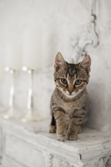 Cute playful kitten in stylish interior