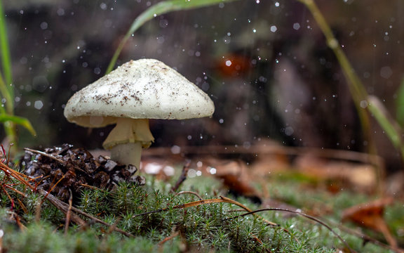 Amanita Phalloides fungus, poisonous subject in wild mountain close up on a rainy day