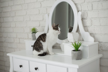 Cute playful kitten posing in bedroom on the dressing table