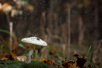 Amanita Phalloides fungus, poisonous subject in wild mountain close up on a rainy day