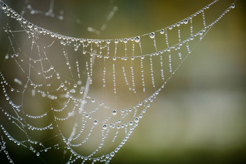 Morning dew on a spider web makes for a lovely necklace