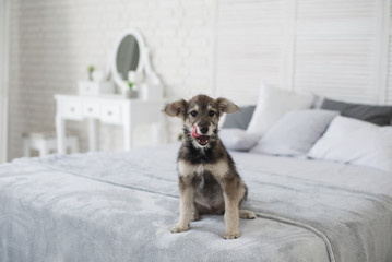 Cute puppy in cozy home interior