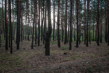 Fototapeta premium Inside of the forest