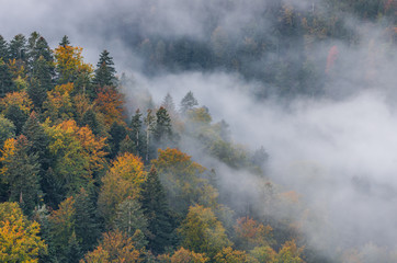 Fototapeta na wymiar Colorful autumn forest and morning mist