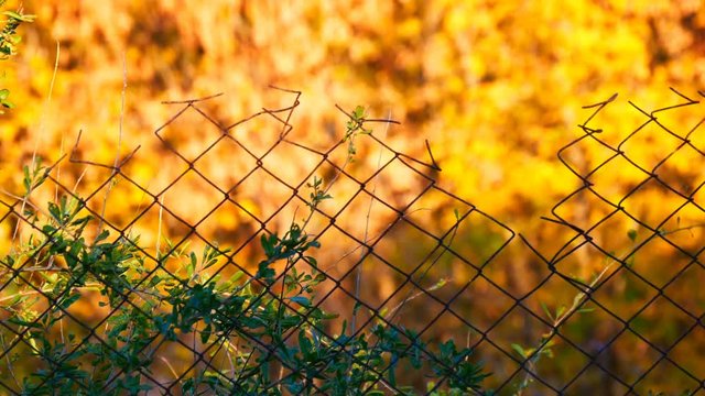 Rabitz. Old fence on background of yellow autumn foliage