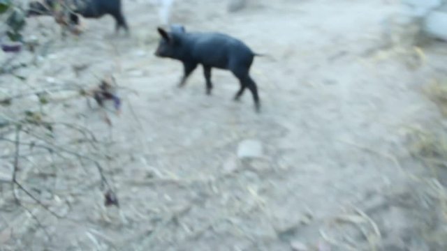 Little piglets eat from trough and jolly run on farm yard. Funny pigs. Young baby piglets play in yard. Feeding of little pigs