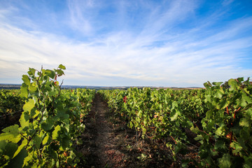 French vineyard of Burgundy