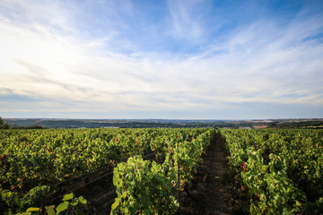Fototapeta na wymiar French vineyard of Burgundy
