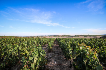 Fototapeta na wymiar Vezelay French village in the vineyard
