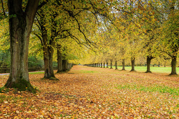 Autumnal Tree Lined Park Stormont Belfast Northern Ireland