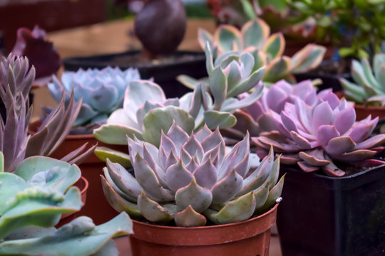 Close up of different varietal agave succulent plants in pots, selective focus. various types of succulent plant pot - echeveria, Graptoveria, Haworthia, sempervivum, flowering house, house plants