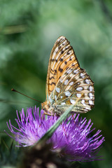 Dark Green Fritillary butterfly on a thistle showing underwing