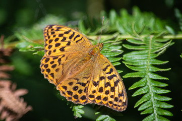 Dark Green Fritillary butterfly on a fern