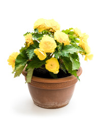 Yellow Begonia plant in the flowerpot isolated on white