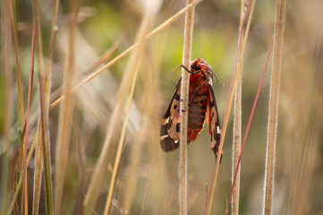 Garden Tiger moth viewed from underneath