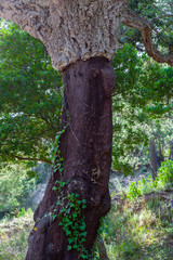 freshly harvested cork trees