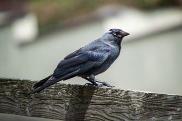 Jackdaw on a wooden fence