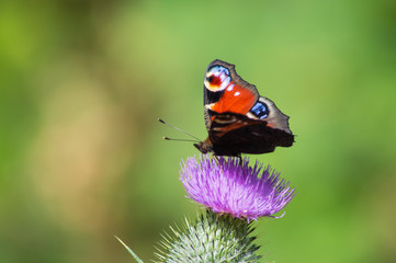 Fototapeta na wymiar Peacock butterfly on a thistle