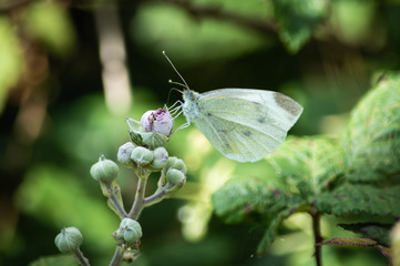 Small White butterfly feeding on a bramble flower