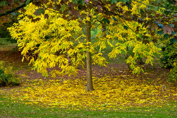 Bodenham Arboretum autumn colours Worcestershire
