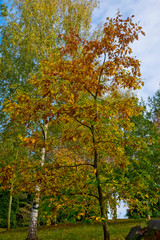 Fototapeta premium Bodenham Arboretum autumn colours Worcestershire