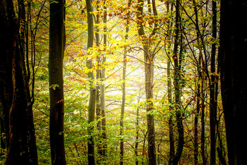 Amazing colors in forest, beautiful sunset in autumn