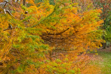 Bodenham Arboretum autumn colours Worcestershire
