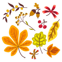 Autumn floral set with leaves of oak leaves, maple leaves
