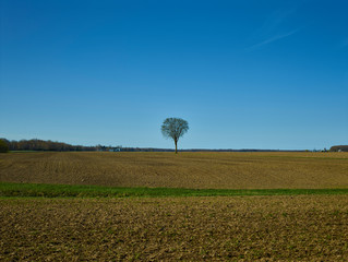 Tree in field 014