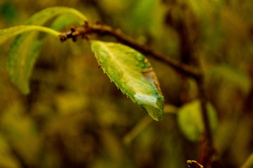 autumn leaf with a drop of water