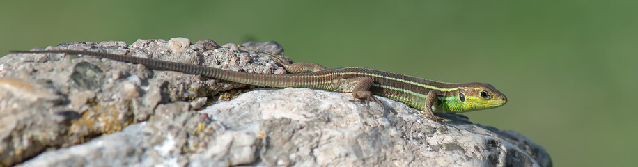lizard on tree