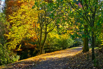 Bodenham Arboretum autumn colours Worcestershire