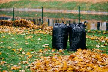 Photo of black trash bags stand in park, filled with autumn fallen leaves against fence background....