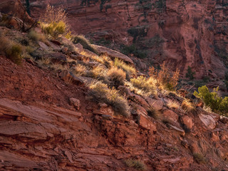 Bunch grasses in sunlight, growing in sandstone, Canyonlands NP, Utah
