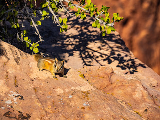 Small, friendly chipmunk resting on orange sandstone rocks in Canyonlands NP, Utah