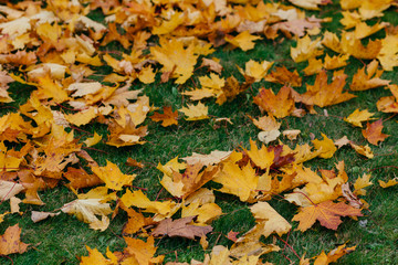 Fallen maple leaves on green grass under sunbeams. Foliage on green grass for your background. Autumn time concept