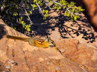 Small chipmunk resting on sandstone rocks in Canyonlands NP, Utah © MizC