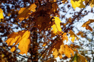 beautiful colors of autumn