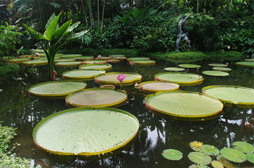 Waterlilies on a lake in Singapore Botanic Gardens, the UNESCO world heritage site