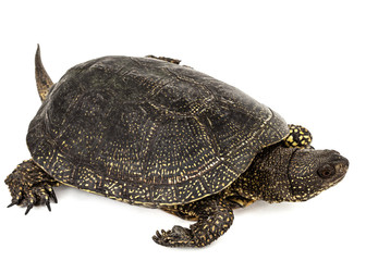 Obraz premium Central Asian tortoise, lat. Emys orbicularis, isolated on white background