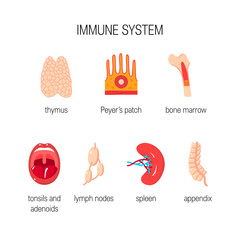 Immune system vector concept - obrazy, fototapety, plakaty