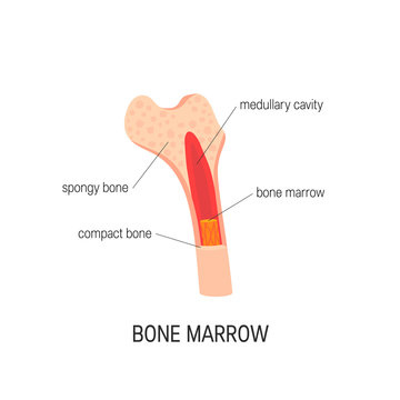 Bone marrow vector concept