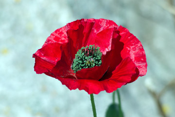 red poppy
